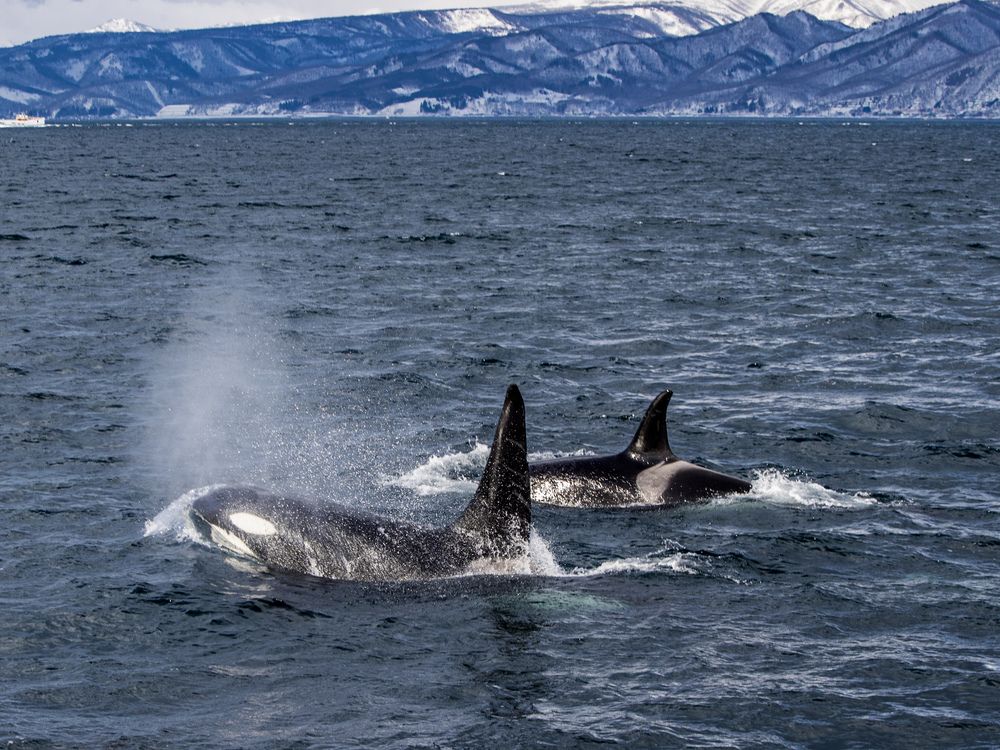 Photograph by Junya Higashi