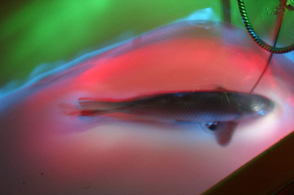 The last Christmas carp in the water