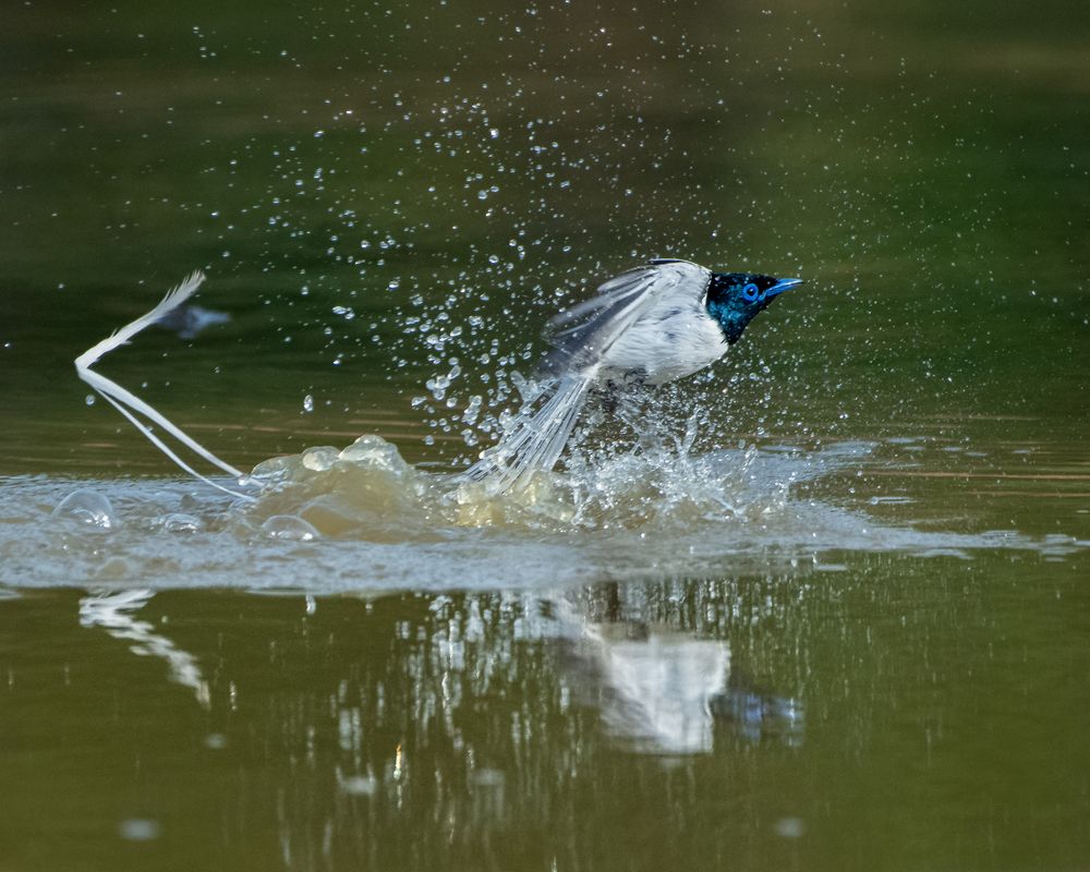 Frozen Flight: A Moment of Takeoff