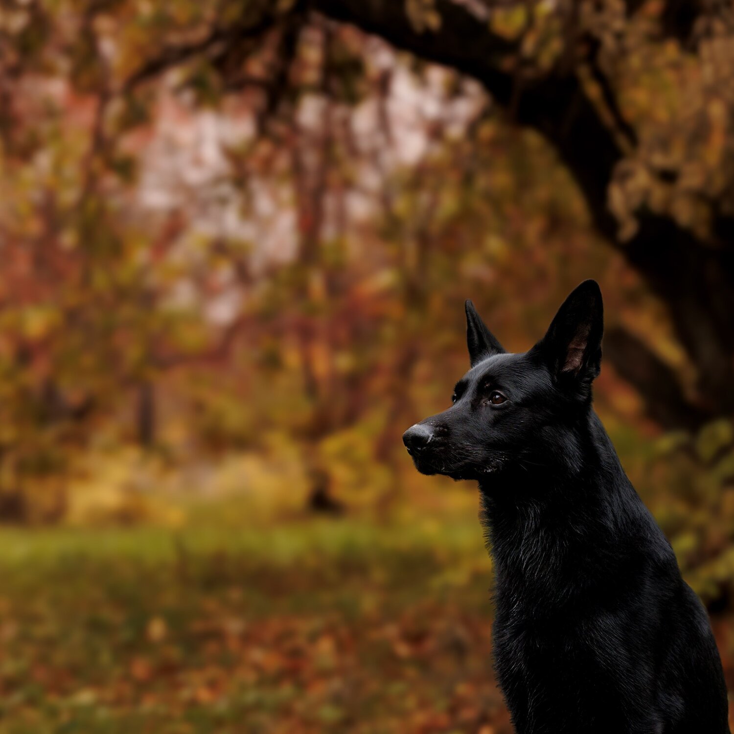 Photo #12299296