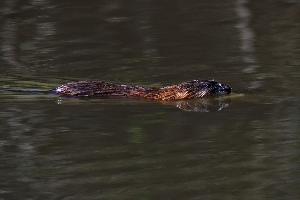 Photograph by Александр Перегудов