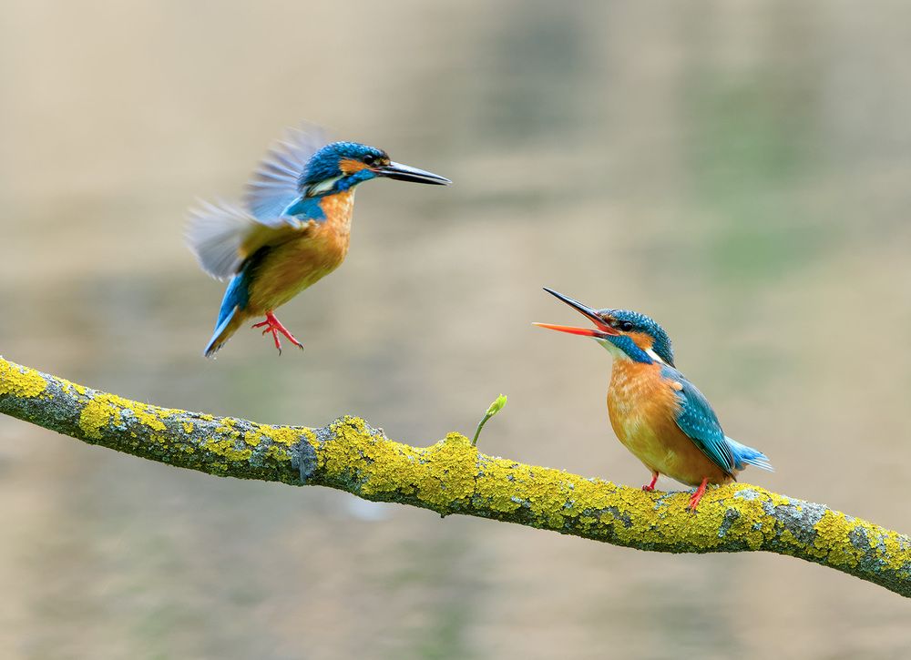 Photograph by Олег Есиков