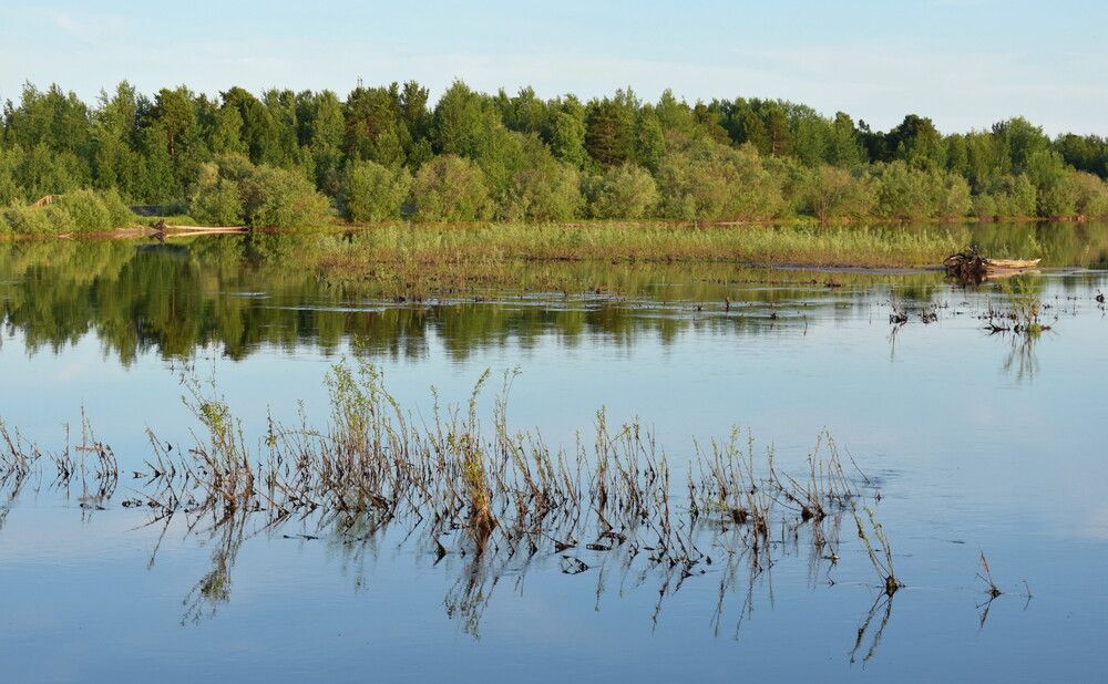 Река Пим летом, Сургутский район ХМАО-Югра