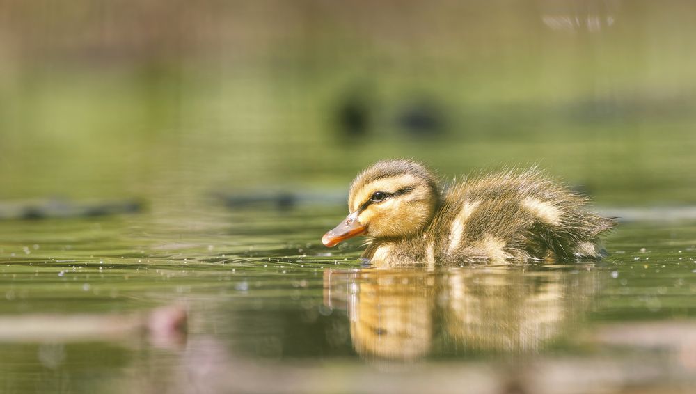 Photograph by Jørgen Hovde