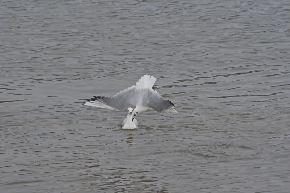 Photograph by Алексей Бородинов