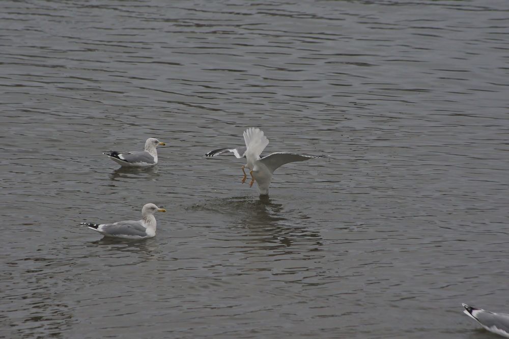 Photograph by Алексей Бородинов