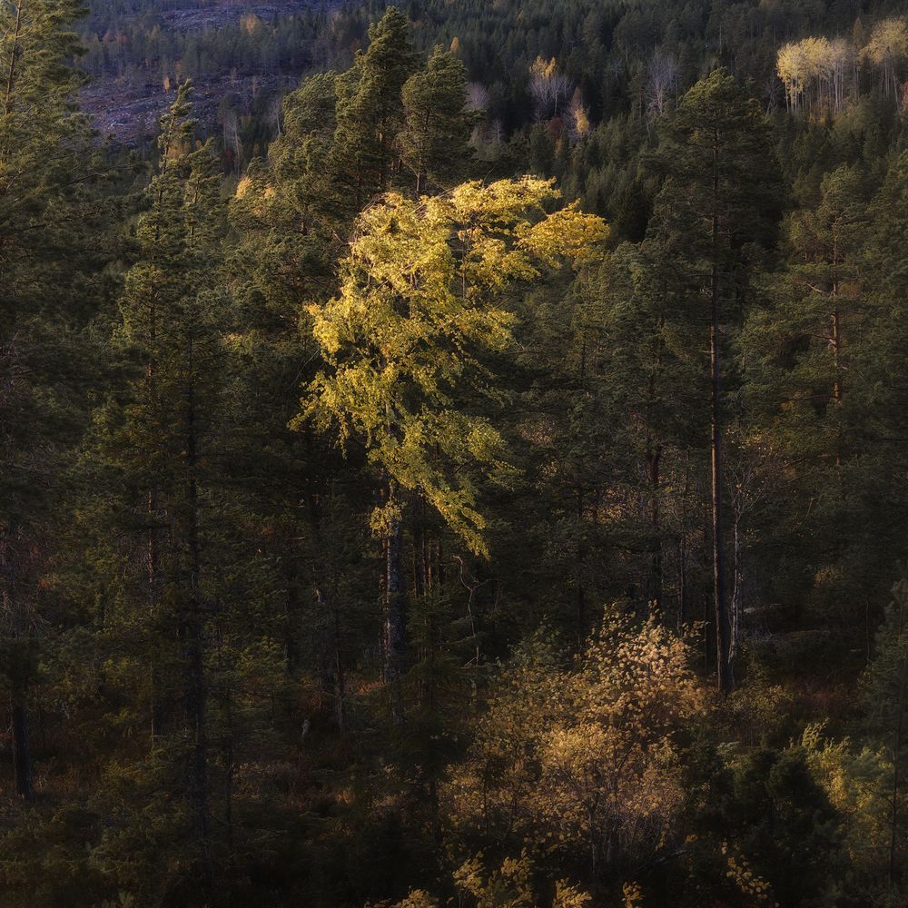 Photograph by Jørgen Hovde