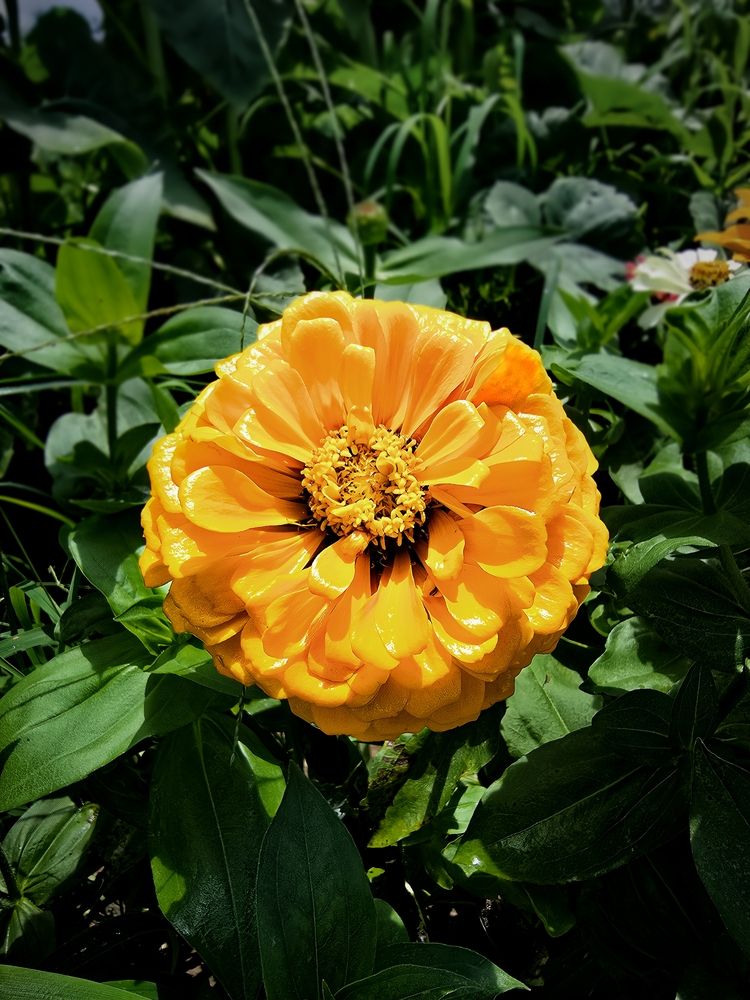 Crowned in Gold: Zinnias Elegans