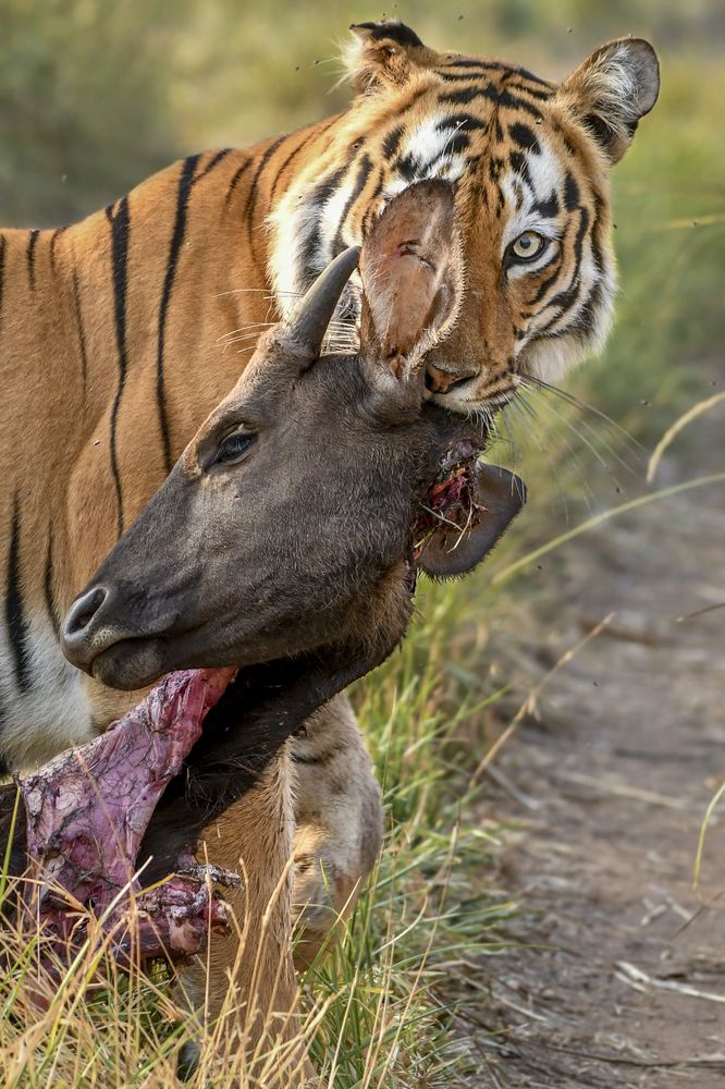 Photograph by darshan buradkar