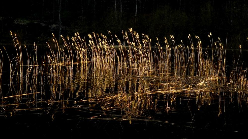 Photograph by Анна Семенова