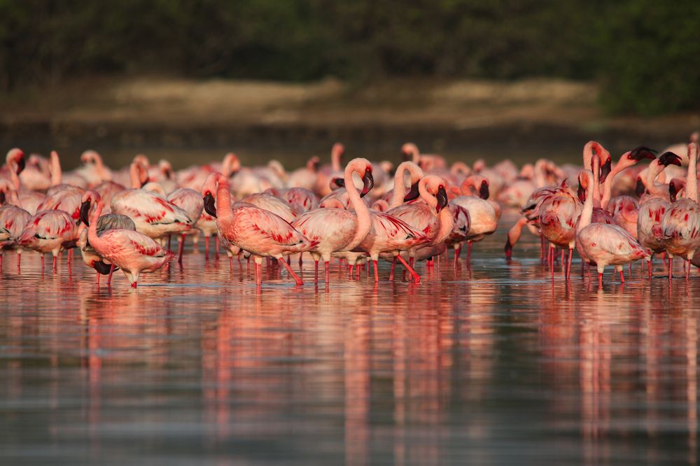 Lesser flamingo