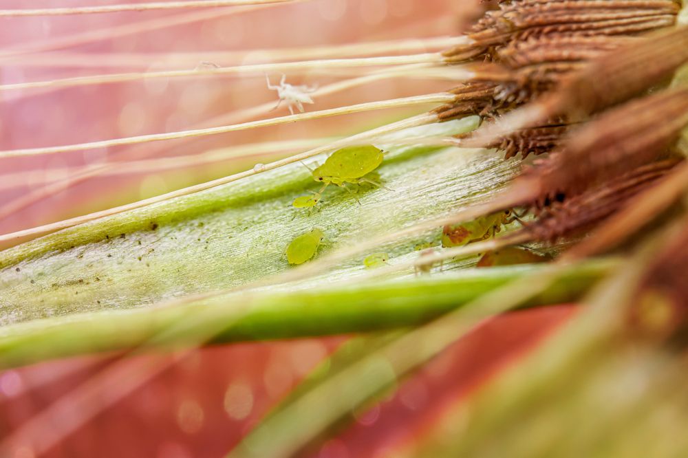 Зелёная тля с детками