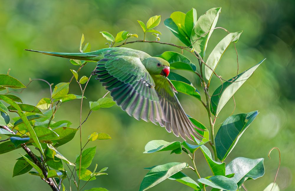 Photograph by Saliya Ambegoda
