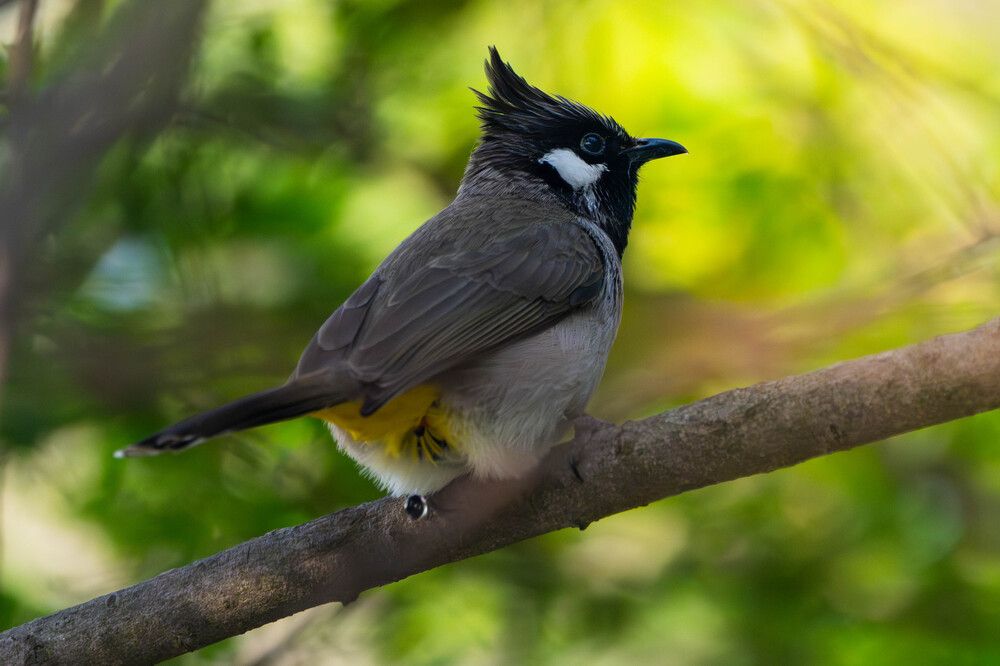 Фотография автора SAJJAD MAHMOOD