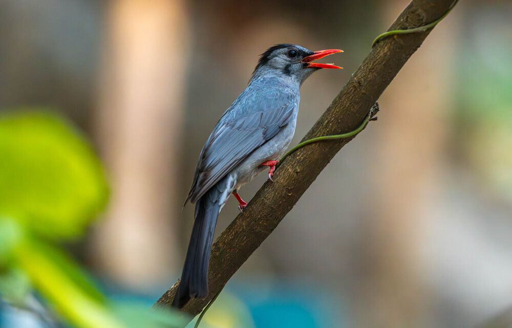 Фотография автора SAJJAD MAHMOOD