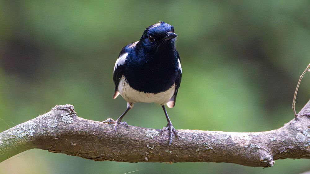 Фотография автора SAJJAD MAHMOOD