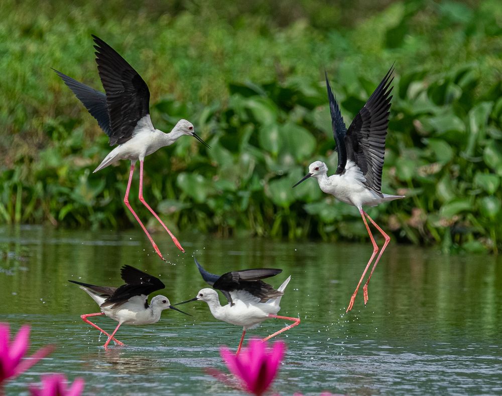 Photograph by Saliya Ambegoda