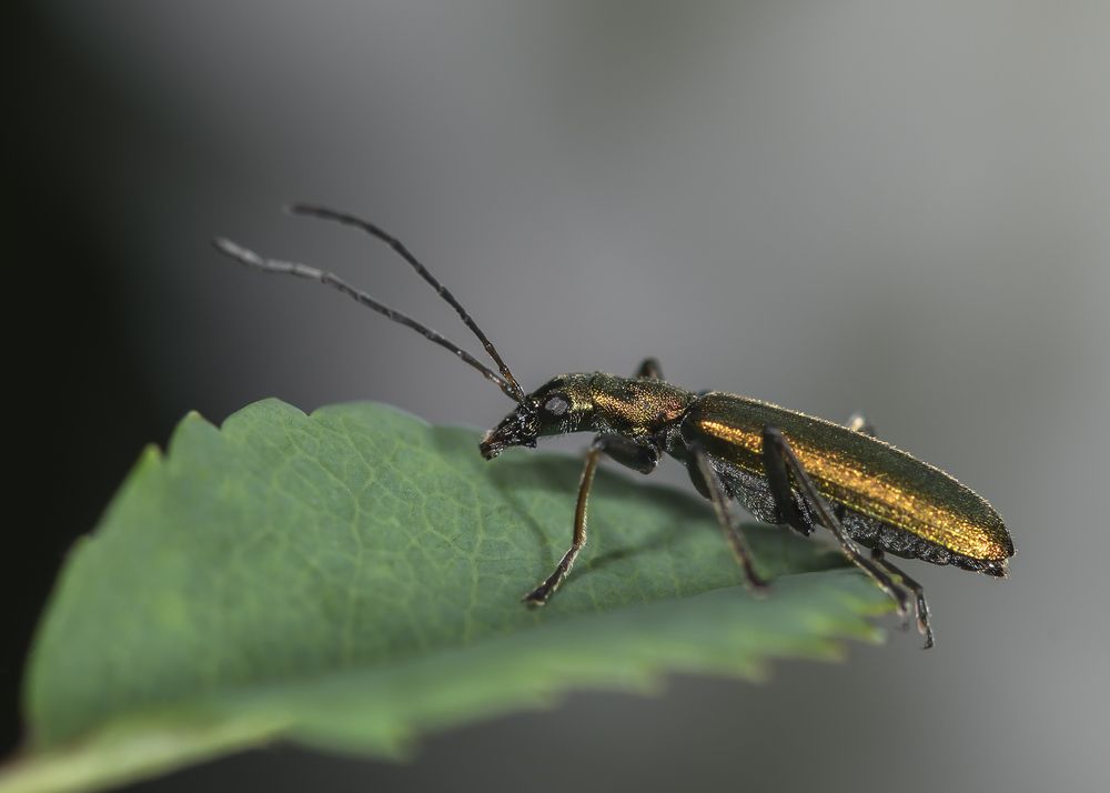 Photograph by Victor Stepanov