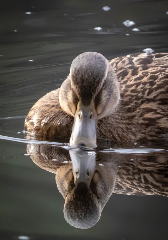 Фотография автора Michael Gault