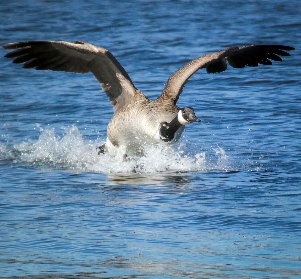 Фотография автора Michael Gault