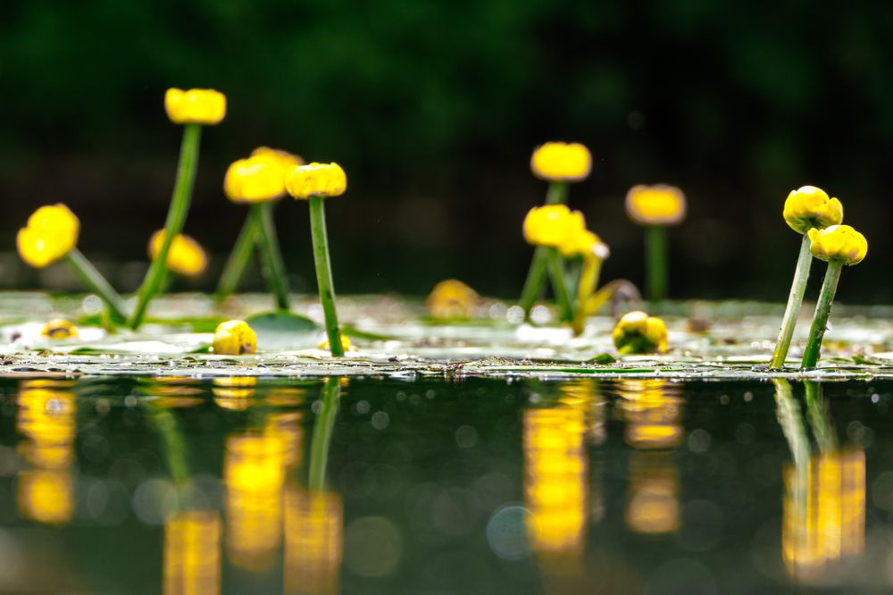 Photograph by Вера Машина