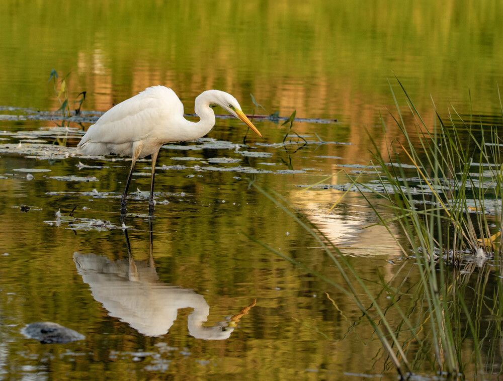 Фотография автора Екатерина Счасная