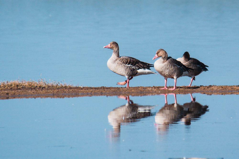 Grey leg goose