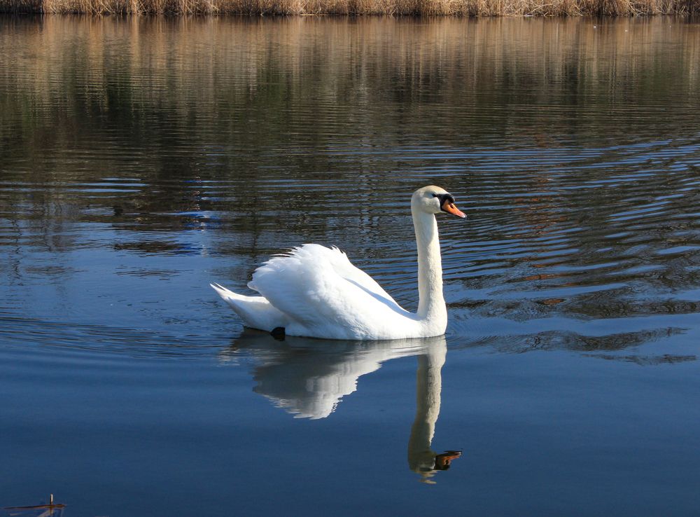 Фотография автора Татьяна Сергиенко