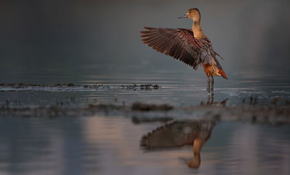 Lesser Whistling Duck!