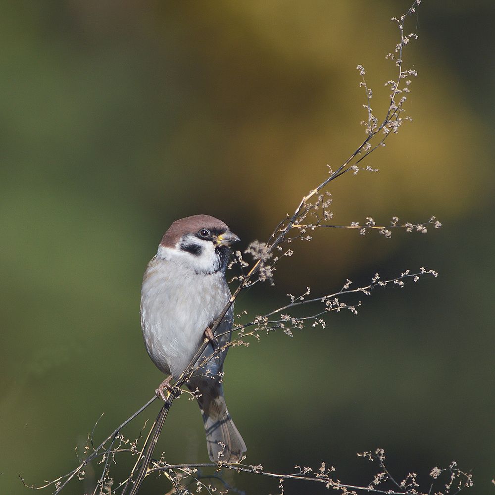 Photograph by Сергей Суворов