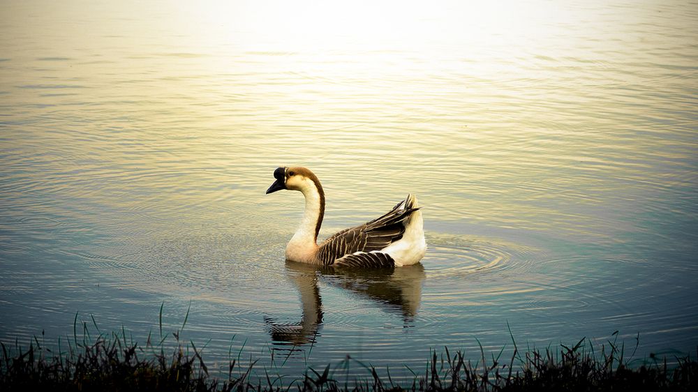 Фотография автора TAN LING ZI