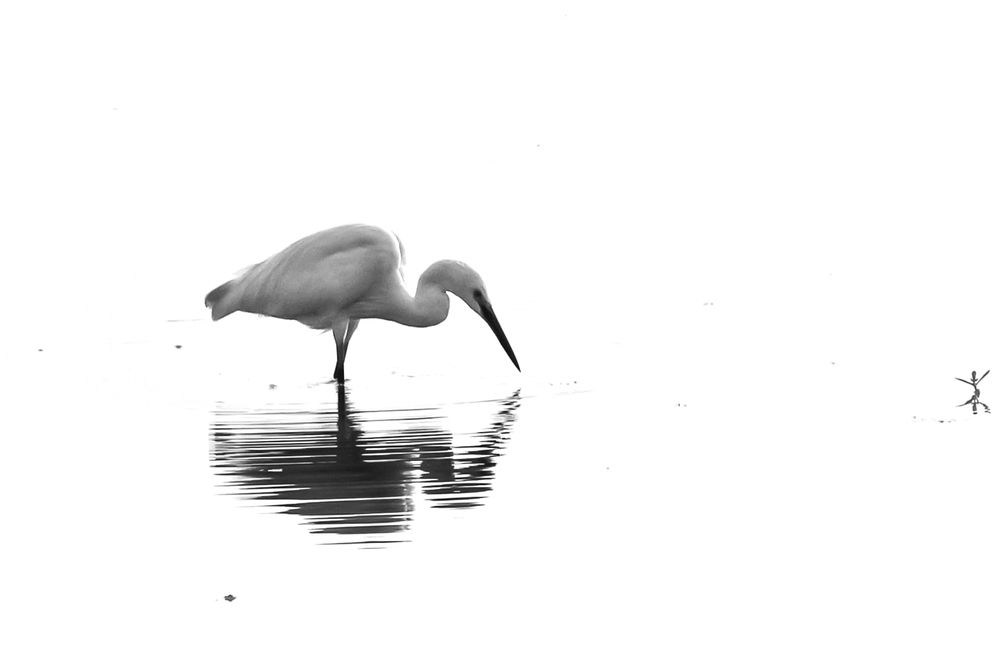 Photograph by Subhomoy Ghosh