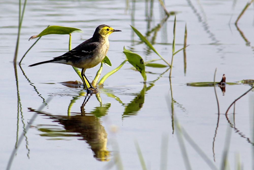 Photograph by Subhomoy Ghosh