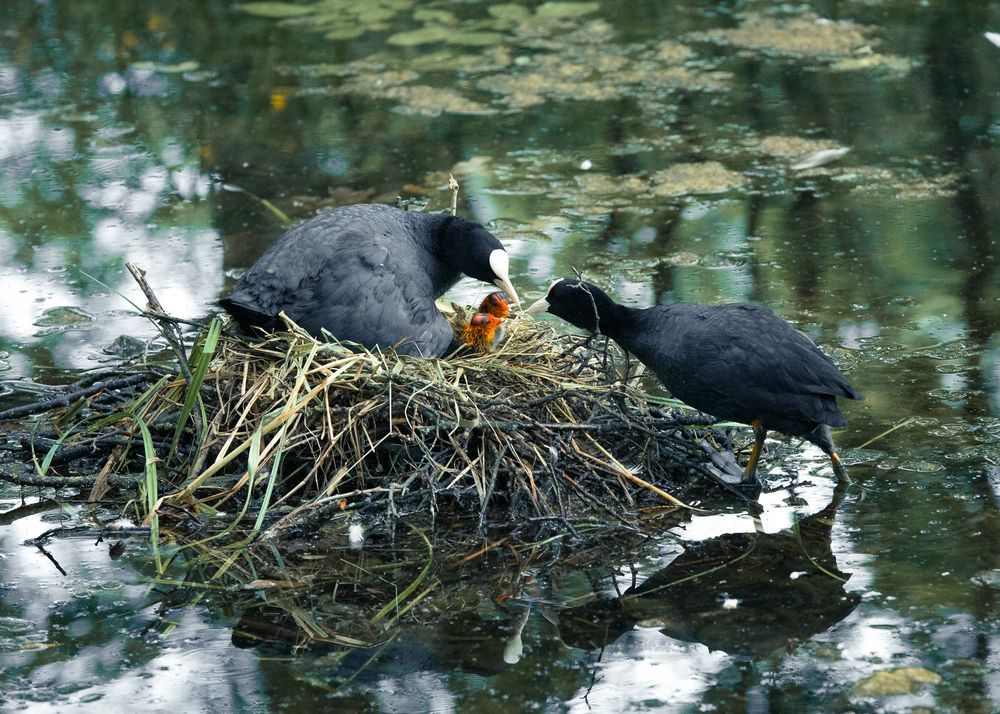 Photograph by Иван Михайленко