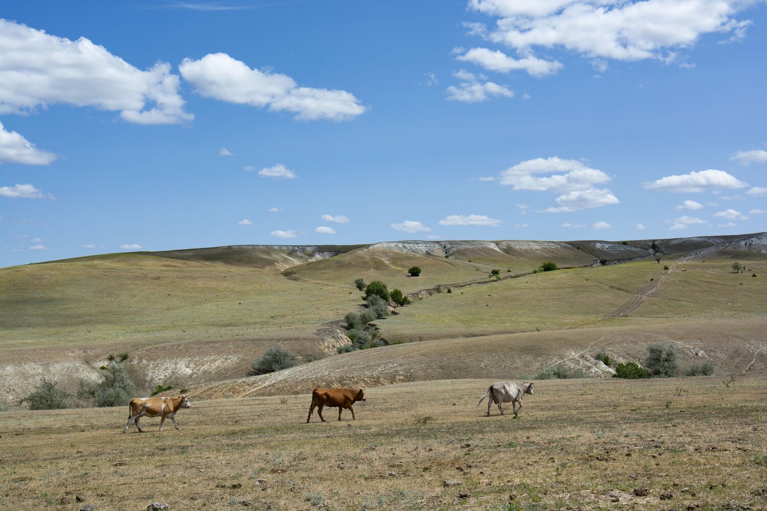 Photo #12302543