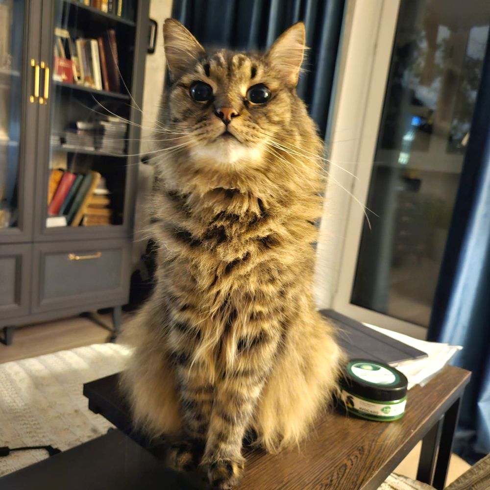 cat at home