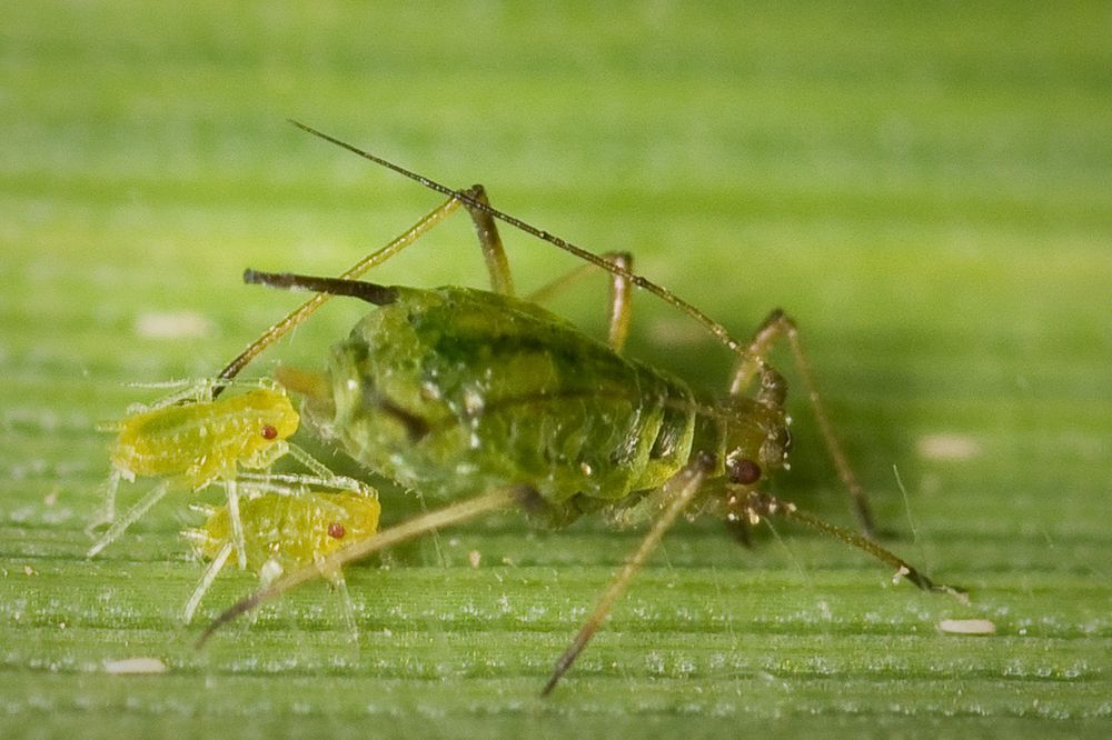 Photograph by Borislav Kostov