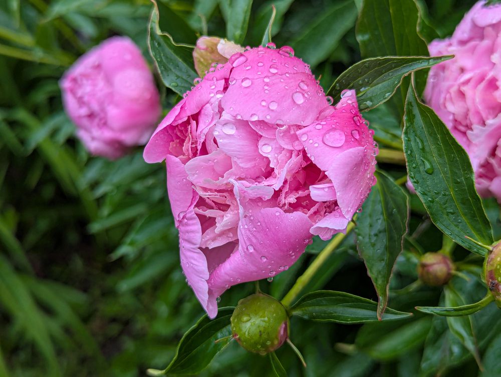 Пионы цветут