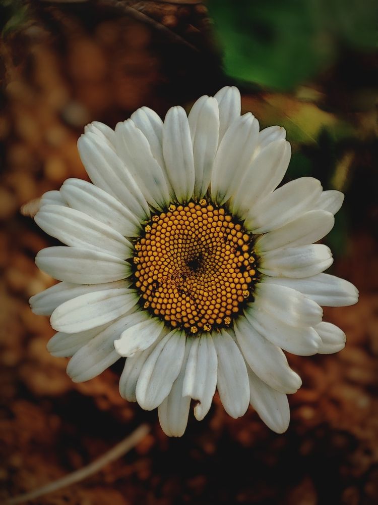 Photograph by Сергей Кулиев