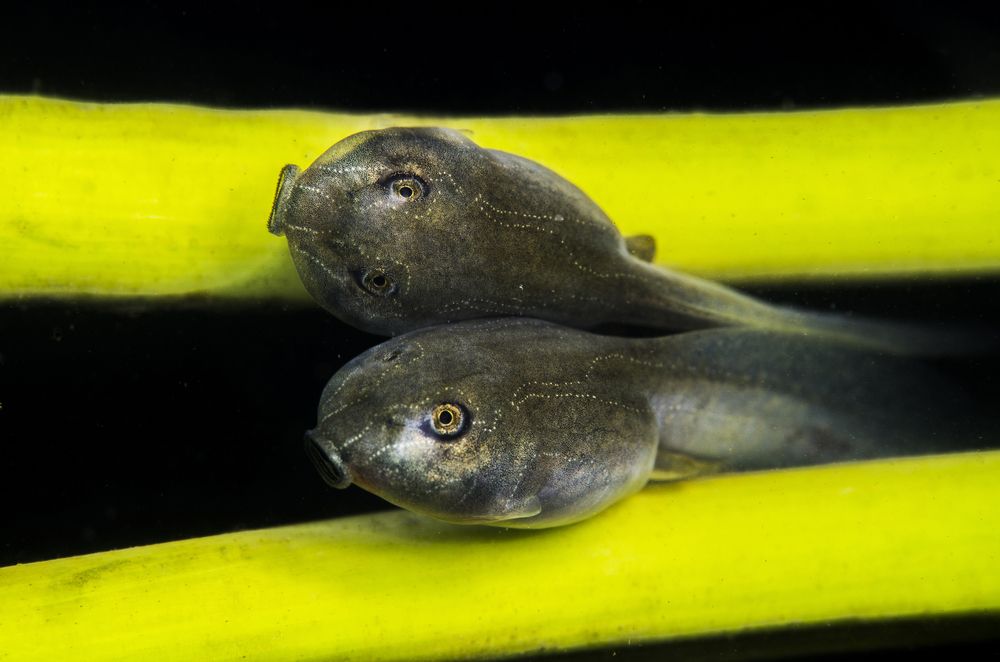 Photograph by ANTONIO RUVER BANDEIRA