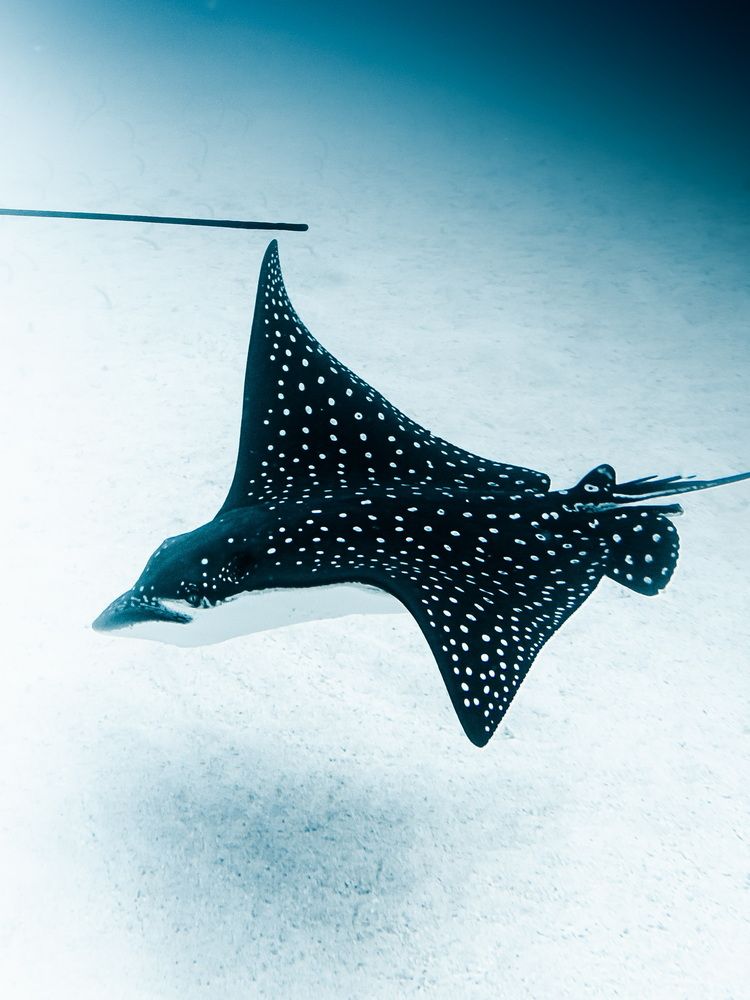 Photograph by Nicolas Marin