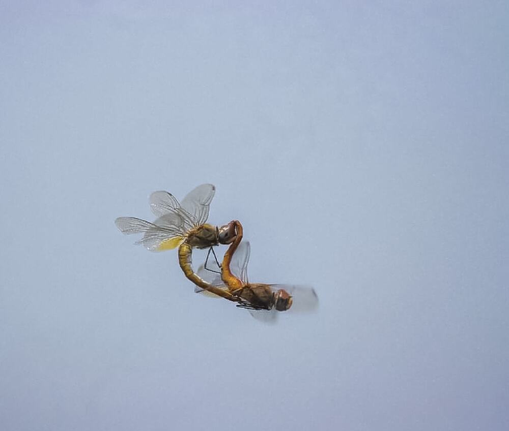 Photograph by prabhakar Gujjarappa