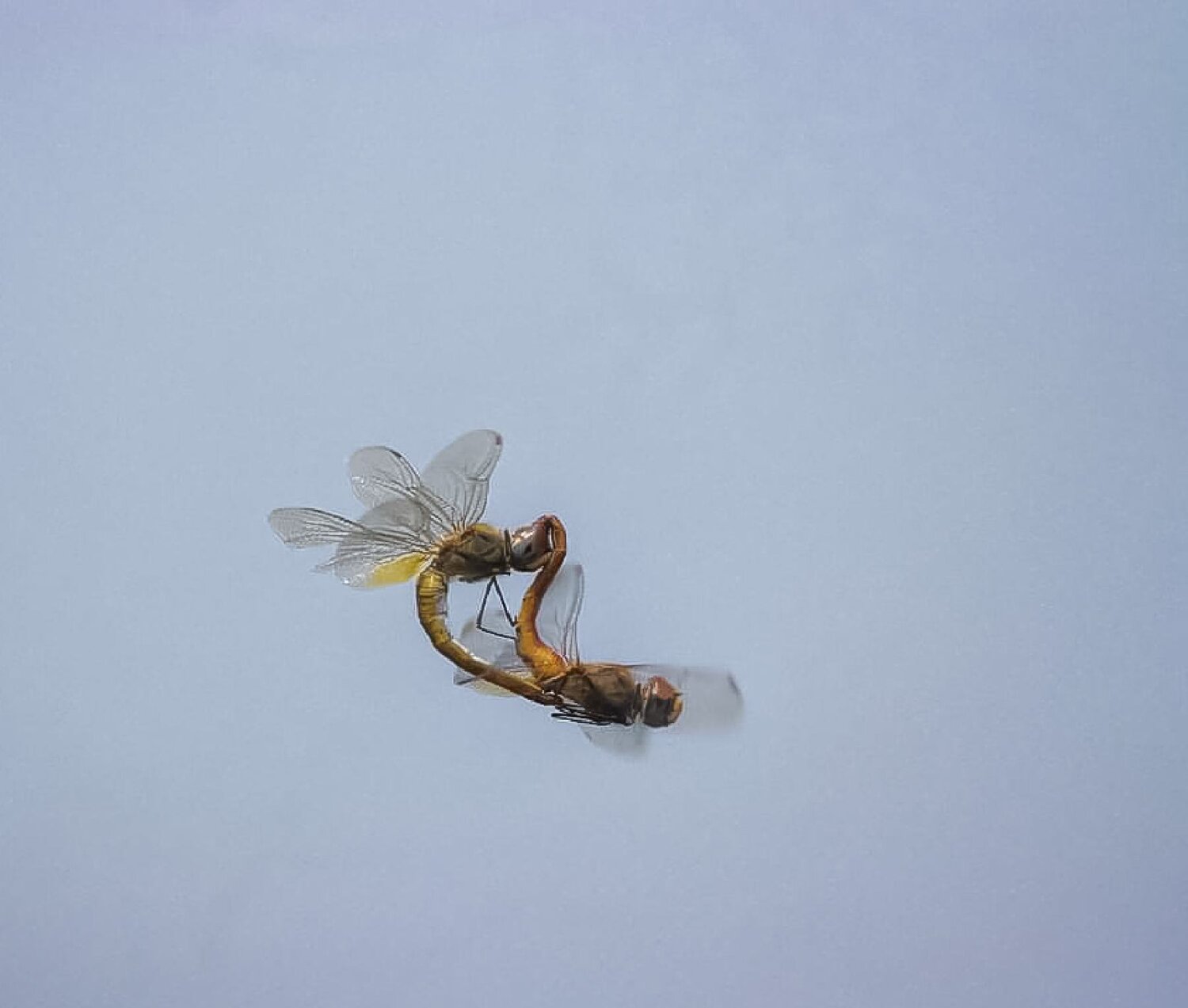 Photo #12303214