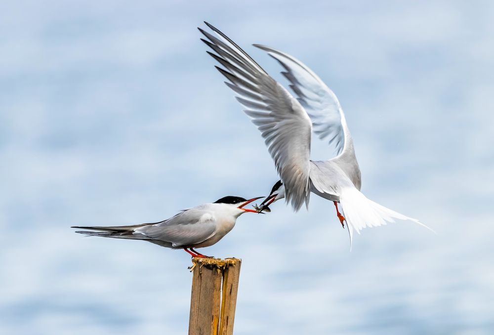 Photograph by Николай Диордиев