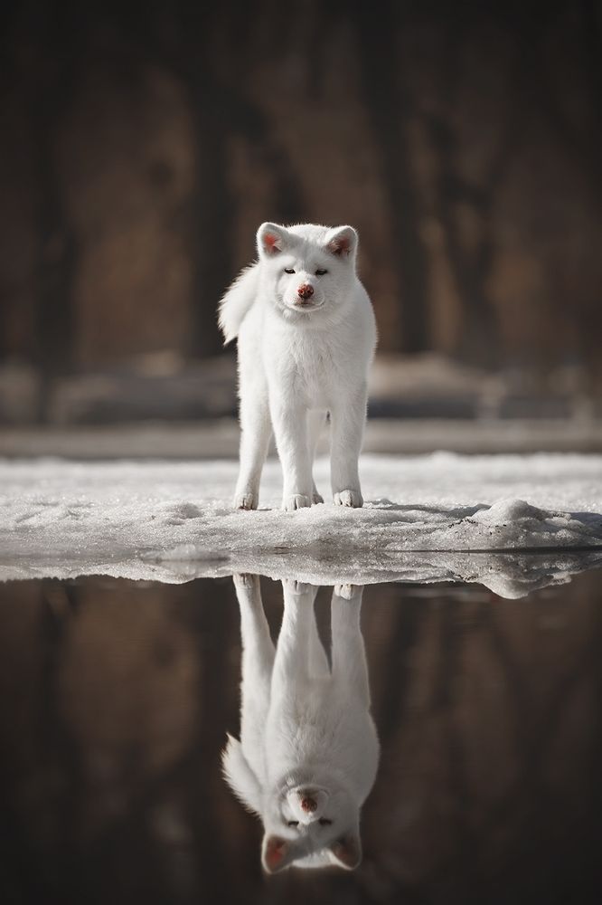 Photograph by Ольга Легенькая