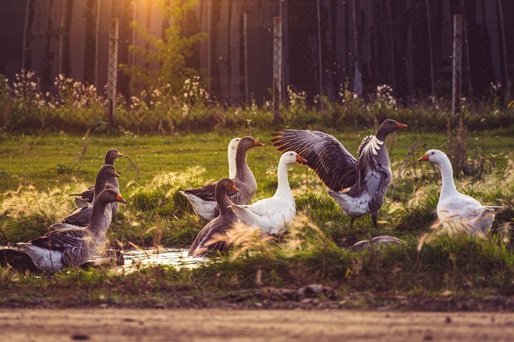 Photograph by BorzIN