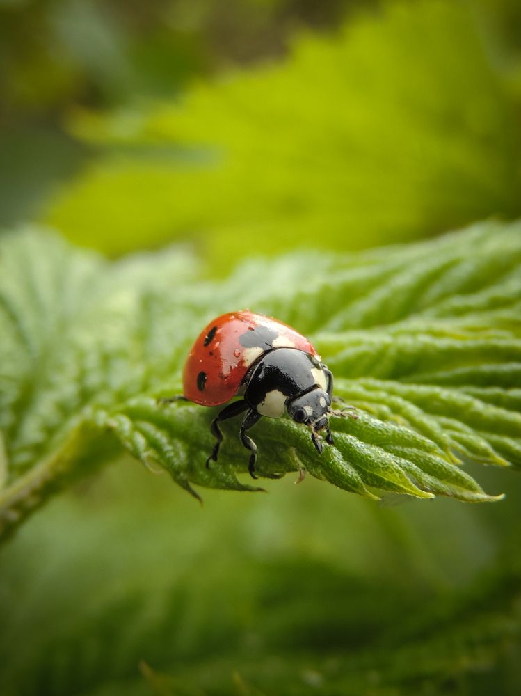 Photograph by Игорь Сухаревич