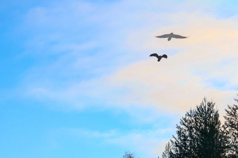 Птица, летящая в небе на фоне ясного неба