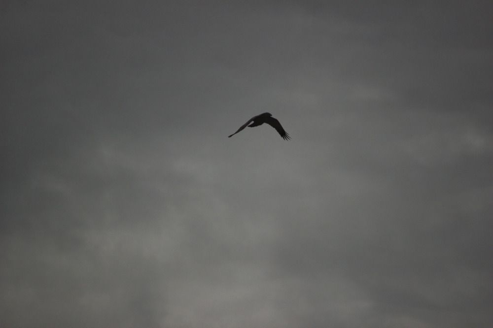 Одинокая птица в небе