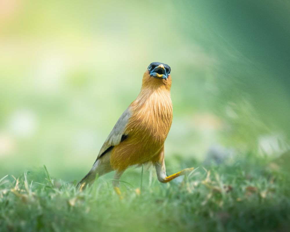 Step aside, Staring in on the move!